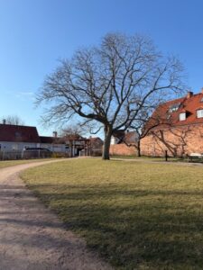 Dominikanerklostret innergård